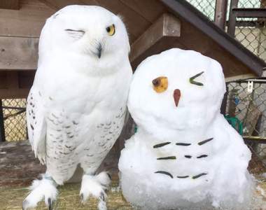《動物園奇蹟萌照》貓頭鷹可愛的眨眼表情竟然跟雪人完全一致❤