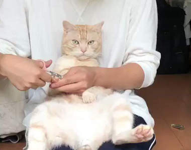 《霸氣剪指甲的貓》完全顛覆飼主常識的超強王者現身!