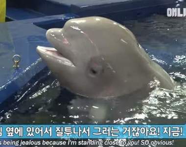 一吃醋就吐水《吃醋白鯨》吃的不是其他白鯨的醋而是飼育員的醋w