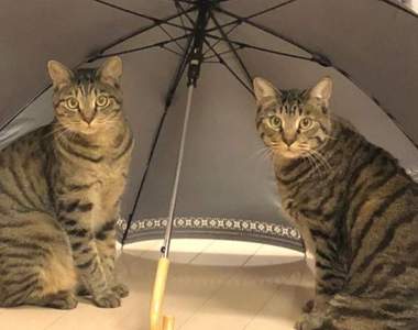 《傘下貓》看到雨傘張開就想躲進去的喵星人真可愛❤