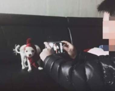 《我的爸爸討厭狗》痾...我是說之前　現在是不折不扣的鏟屎官w