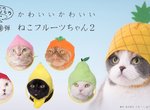 出不完的貓咪頭套《貓野菜第2彈水果頭套》貓主子來~幫你戴上新帽帽Σ( Φ ω Φ ).... 出不完的貓咪頭套《貓野菜第2彈水果頭套》貓主子來~幫你戴上新帽帽Σ( Φ ω Φ )....