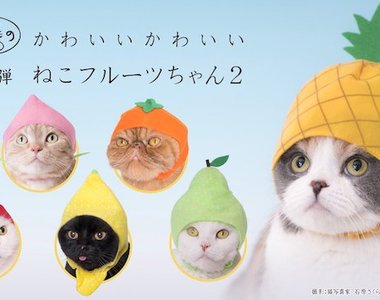 出不完的貓咪頭套《貓野菜第2彈水果頭套》貓主子來~幫你戴上新帽帽Σ( Φ ω Φ )....