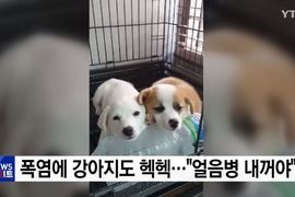 夏天真的太熱了ಥ﹏ಥ《狗狗爭相躺結冰水》畫面超療癒