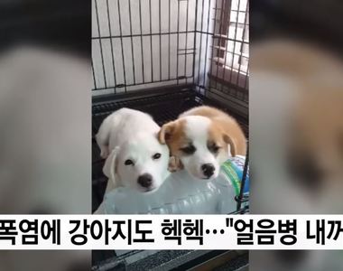 夏天真的太熱了ಥ﹏ಥ《狗狗爭相躺結冰水》畫面超療癒