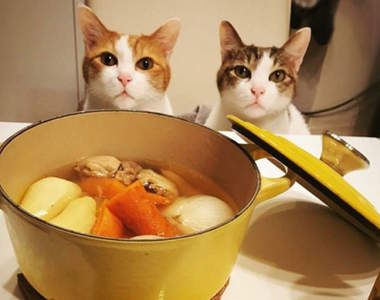 《人貓一起分食的鮮食食譜》上桌的料理全都能和貓咪一起享用