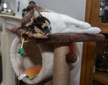 我的奴才真聰明《替貓做了專屬通道》家裡貓狗於不用再吵架了