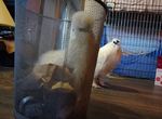 《垃圾桶裡的烏骨雞》被同居"雞"熱烈追求的結果是...... 《垃圾桶裡的烏骨雞》被同居"雞"熱烈追求的結果是......