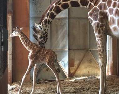 【推特瘋傳】出生還沒滿1個月《長頸鹿寶寶》的喝水初體驗，反應簡直太可愛啦❤(´∀` )人