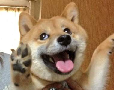 柴犬派站出來♥《柴犬的魅力不輸月月》到底是柴柴比較憨還是月月呢?