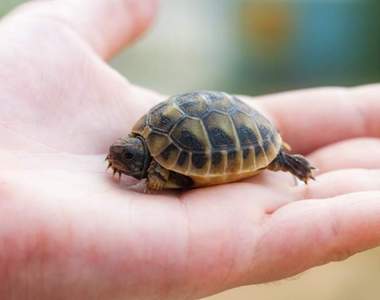 私密處痛去檢查發現《陰道裡有烏龜》連本人都不知道烏龜怎麼進去的...