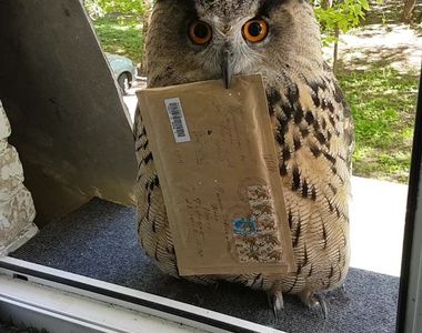 《霍格華茲入學通知送到》貓頭鷹你終於找到我了