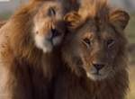 【有片】BBC《野生動物紀錄片》落單雄獅遭20多隻鬣狗圍攻,好基友霸氣登場救援帥爆啦 【有片】BBC《野生動物紀錄片》落單雄獅遭20多隻鬣狗圍攻,好基友霸氣登場救援帥爆啦