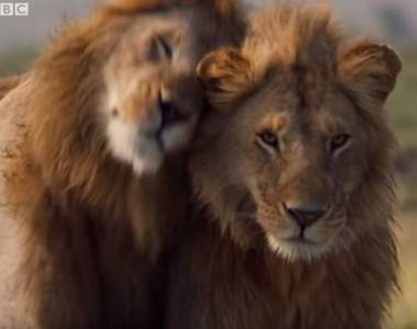 【有片】BBC《野生動物紀錄片》落單雄獅遭20多隻鬣狗圍攻,好基友霸氣登場救援帥爆啦