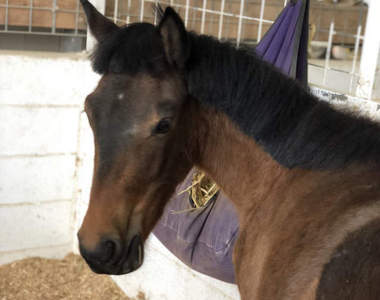 《瀏海剪過頭的小馬》引領馬界一起加入眉上齊瀏海的流行（誤）