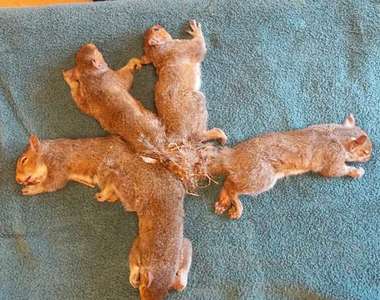 《尾巴打結的松鼠》五隻纏在一起真是一團混亂