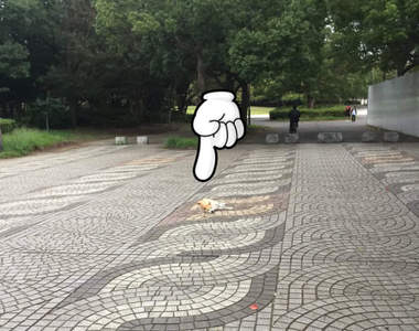 不想回家《到處躺的柴犬優》終於,主人找到了終極破解法ww