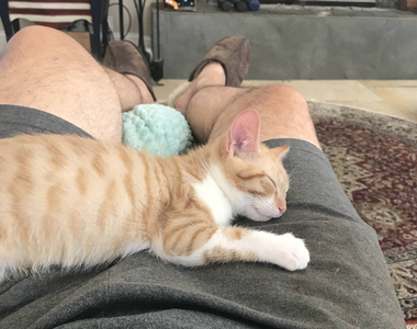 沒有無法征服的貓奴 只是還沒碰到對的那隻貓...