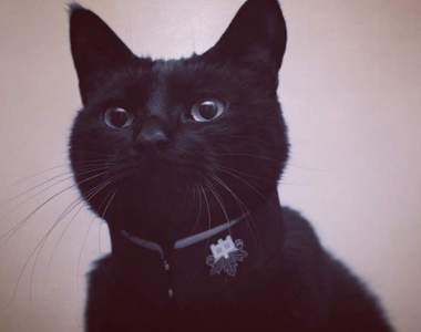 貓的畢業季《制服領貓咪項圈》請給我喵前輩的第二鈕扣吧（伸手）