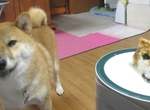 飼主試著做愛犬的《柴犬蘿蔔泥》超可愛還原柴柴的模樣 飼主試著做愛犬的《柴犬蘿蔔泥》超可愛還原柴柴的模樣