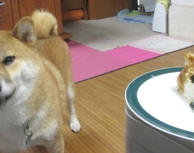 飼主試著做愛犬的《柴犬蘿蔔泥》超可愛還原柴柴的模樣