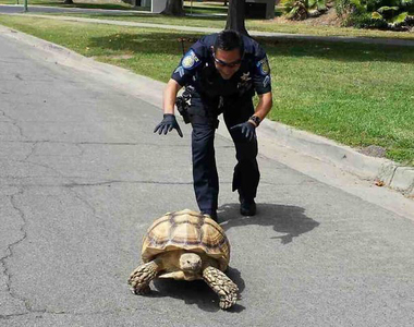 《警察的歡樂SNS》這些人民褓母的專長是搞笑w