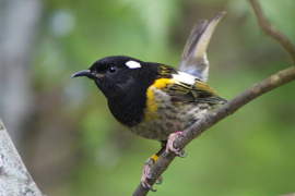 虧保育類教授想的到《鳥類精子游泳競賽》好險男生不用比...