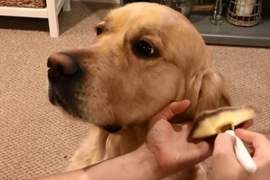 讓人想跟風萌潮流《幫狗化妝》零虐狗真寵愛的風潮讓飼主超愛