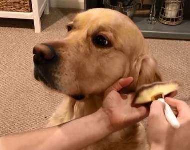 讓人想跟風萌潮流《幫狗化妝》零虐狗真寵愛的風潮讓飼主超愛