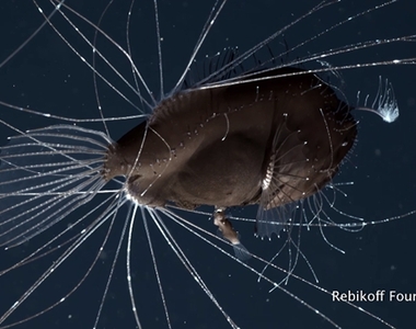 好浪漫《鮟鱇魚的特殊性關係》永不變心❤成為她專屬的精子製造機