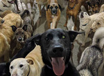 《托狗所自拍照》這不是電影「犬之島」真汪版嗎? 《托狗所自拍照》這不是電影「犬之島」真汪版嗎?