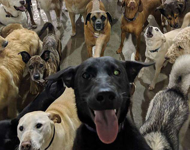 《托狗所自拍照》這不是電影「犬之島」真汪版嗎?