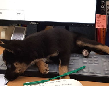 每天最期待就是午餐《當狗狗也成為上班族》賣萌成為工作時....