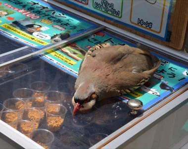 除了貓派我們還有鳥派《超熱門鳥文章排名》原來牠們賣萌更可愛