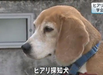 台灣來的汪明星《紅火蟻偵測犬出國秀特技》日本網友直呼超可愛……