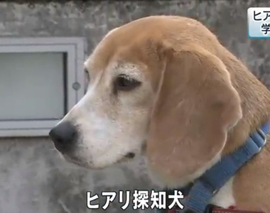 台灣來的汪明星《紅火蟻偵測犬出國秀特技》日本網友直呼超可愛……