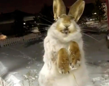 哈薩克發現《兔子零下56度被凍成標本》一整隻看起來就像活的一樣