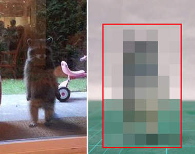 《網路梗照模型》網友KUSO實體化那傳說中站立的浣熊