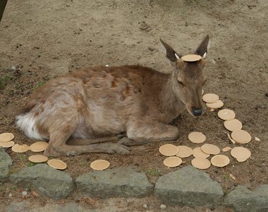 是愛還是害？《奈良鹿營養不良的真相》其實「鹿仙貝」多食無益…