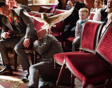 《不要在婚禮上放貓頭鷹》你不知牠今天心情好不好w