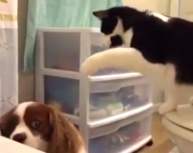 《貓狗相處模式》相愛相殺是用來形容你們的嗎？