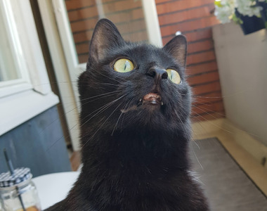 芬蘭黑貓《第一次走到窗台》外面的世界讓他整個不好了