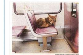 超可愛動物當乘客《會搭車的動物們》到站記得通知他們阿ＸＤ