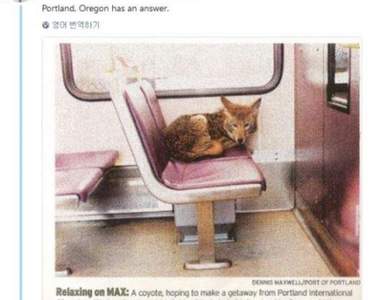 超可愛動物當乘客《會搭車的動物們》到站記得通知他們阿ＸＤ