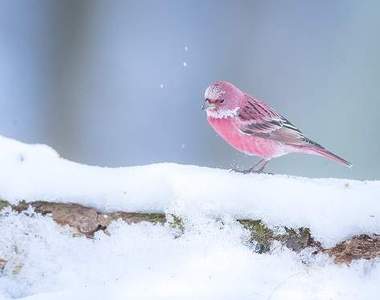 絕美《野鳥攝影師拍攝rosefinch寫真》宛如雪地綻放的一朵粉薔薇
