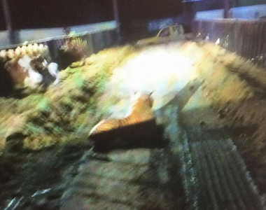 《蘇格蘭警方與老虎對峙一個小時》網友：蘇格蘭沒有老虎吧（暈）