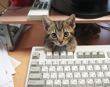 又煩又可愛的《礙事貓》在鍵盤前玩著玩著就睡著了...z...Z...z..