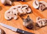 藏在食物裡的貓咪《Cats In Food》奴才們有找到你家貓大人嗎? 藏在食物裡的貓咪《Cats In Food》奴才們有找到你家貓大人嗎?