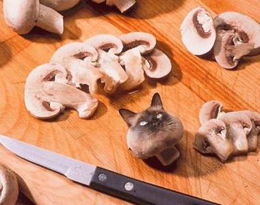 藏在食物裡的貓咪《Cats In Food》奴才們有找到你家貓大人嗎?