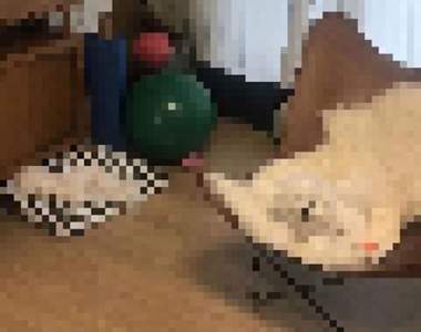 這畫面太可愛《歪掉的比熊犬》不會可怕反而萌的不可思議